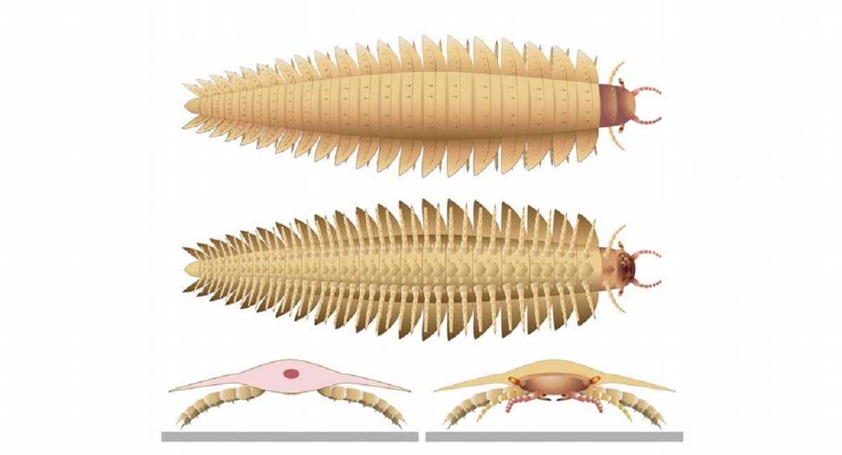 आर्थ्रोप्ल्यूरा: धरती पर सबसे बड़े कीड़े का रहस्य सुलझा